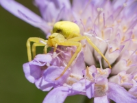 Krabjzirneklis (Misumena vatia)