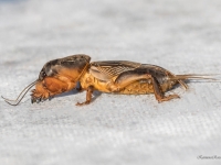 Zemesvēzis, racējcircenis (Gryllotalpa gryllotalpa) 