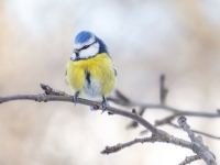 Zilzīlīte (Cyanistes caeruleus)