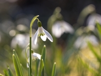 Baltā sniegpulkstenīte (Galanthus nivalis)