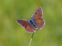 Violetais zeltainītis (Lycaena alciphron)