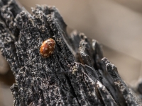 Mārīte ( Myrrha octodecimguttata)