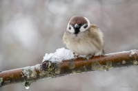 Lauku zvirbulis (Passer montanus)