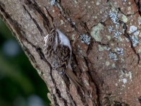 Mizložņa (Certhia familiaris)
