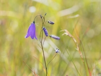 Apaļlapu pulkstenīte (Campanula rotundifolia)