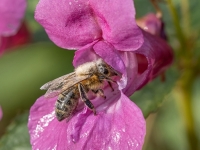 Medus bite (Apis mellifera)