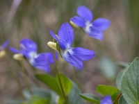Suņu vijolīte (Viola canina)