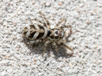 Zebras lēcējzirneklis (Salticus scenicus)