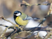 Lielā zīlīte (Parus major)