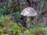 Beka LECCINUM VARIICOLOR