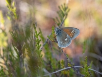 Purva sīksamtenis (Coenonympha tullia)