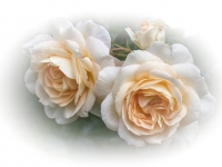 'MARIE ANTOINETTE'