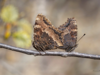 Kārklu raibeņi (Nymphalis xanthomelas)