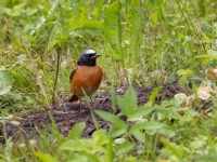 Erickiņš (Phoenicurus phoenicurus)
