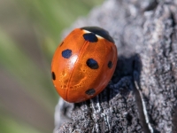 Septiņpunktu mārīte (Coccinella septempunctata)