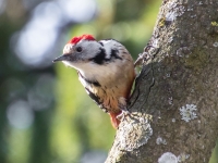 Vidējais dzenis (Dendrocoptes medius)
