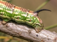 Priežu sfings (Hyloicus pinastri)