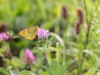 Pļavas dzeltenis (Colias hyale)
