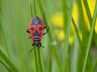 Sarkanblakts (Pyrrhocoris apterus)