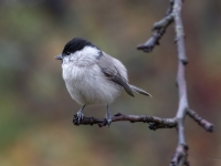 Purva zīlīte (Poecile palustris)