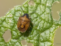 Vairogblakts Rubiconia intermedia