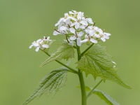 Ārstniecības ķiplocene (Alliaria petiolata)
