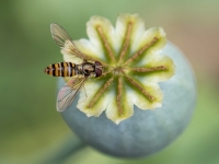 Ziedmuša Episyrphus balteatus