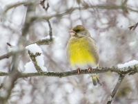 Zaļžubīte (Chloris chloris)