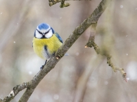 Zilzīlīte (Cyanistes caeruleus)