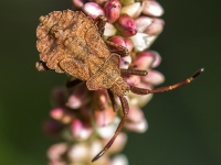 Skābeņu-vīgriežu ornamentblakts (Coreus marginatus)