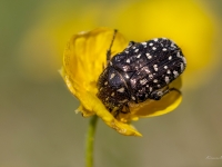 Smirdīgā rožvabole (Oxythyrea funesta)