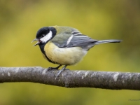 Lielā zīlīte (Parus major)