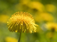 Dziedniecības pienene (Taraxacum officinale)