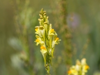 Parastā vīrcele (Linaria vulgaris)