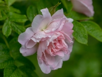 'Līga'
