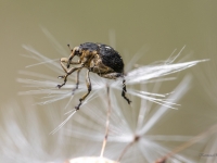 Smecernieks Mononychus punctumalbum