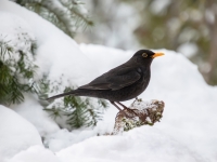 Melnais mežastrazds (Turdus merula)