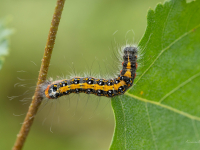 Tumšā ķiršu pelēkpūcīte (Acronicta tridens)