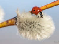 Divpunktu mārīte (Adalia bipunctata)