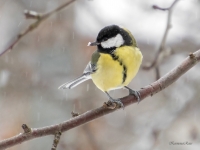 Lielā zīlīte (Parus major)