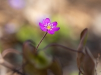 Zilā vizbulīte (Hepatica nobilis)