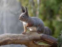 Vāvere (Sciurus vulgaris)