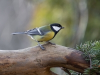 Lielā zīlīte (Parus major)