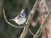 Cekulzīlīte (Lophophanes cristatus)