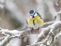 Zilzīlīte (Cyanistes caeruleus)