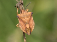 Vairogblakts Carpocoris fuscispinus