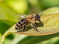 Medus bite (Apis mellifera)