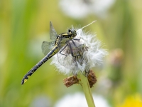 Melnkāju upjuspāre (Gomphus vulgatissimus)