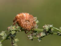 Krusta zirneklis (Araneus diadematus)