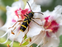 Koksngrauzis Clytus arietis